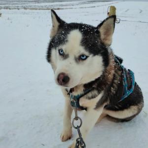 Масленица с катанием на собачьих упряжках в Хаски-центре "Уральский Олимп"