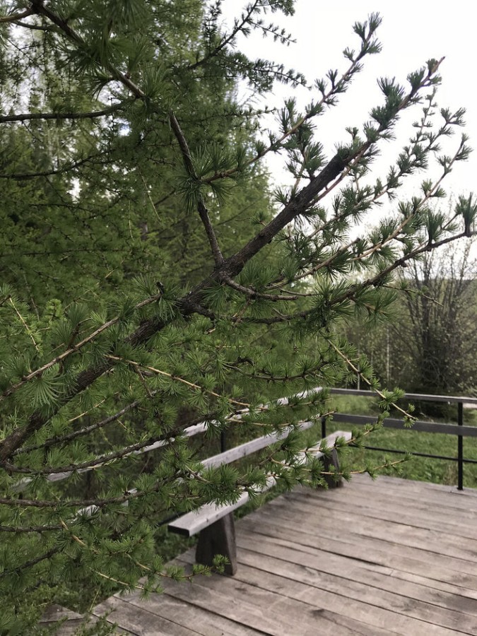 Фестиваль исторической реконструкции "На Хохловских холмах"