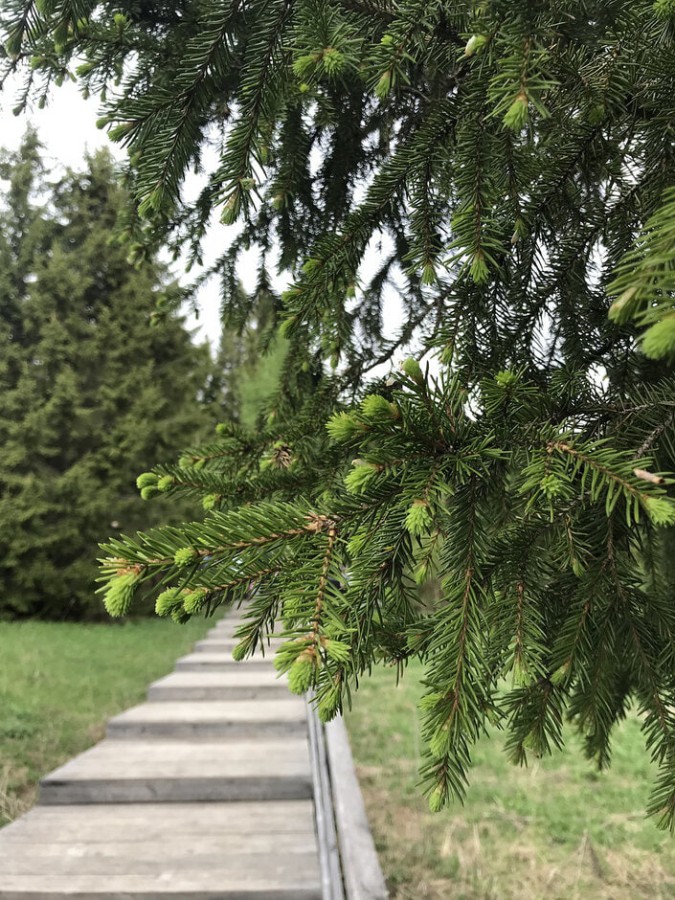 Фестиваль исторической реконструкции "На Хохловских холмах"