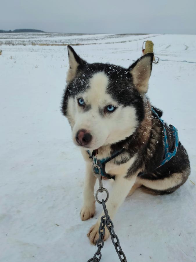 «Новогодняя сказка с Хаски» знакомство с хаски и катанием на собачьих упряжках