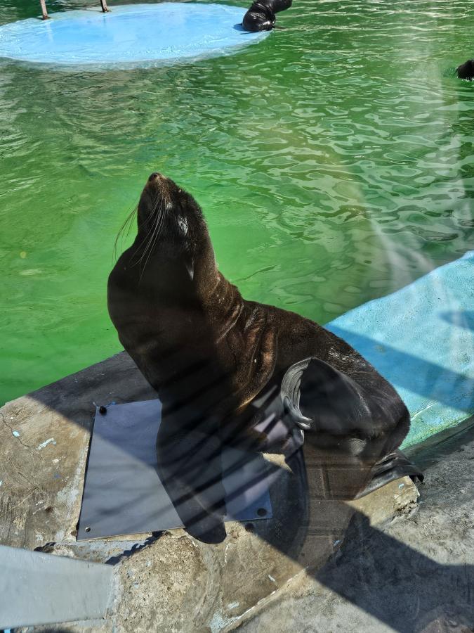 Ижевский Зоопарк или Ижевский Динопарк + Воткинские термы