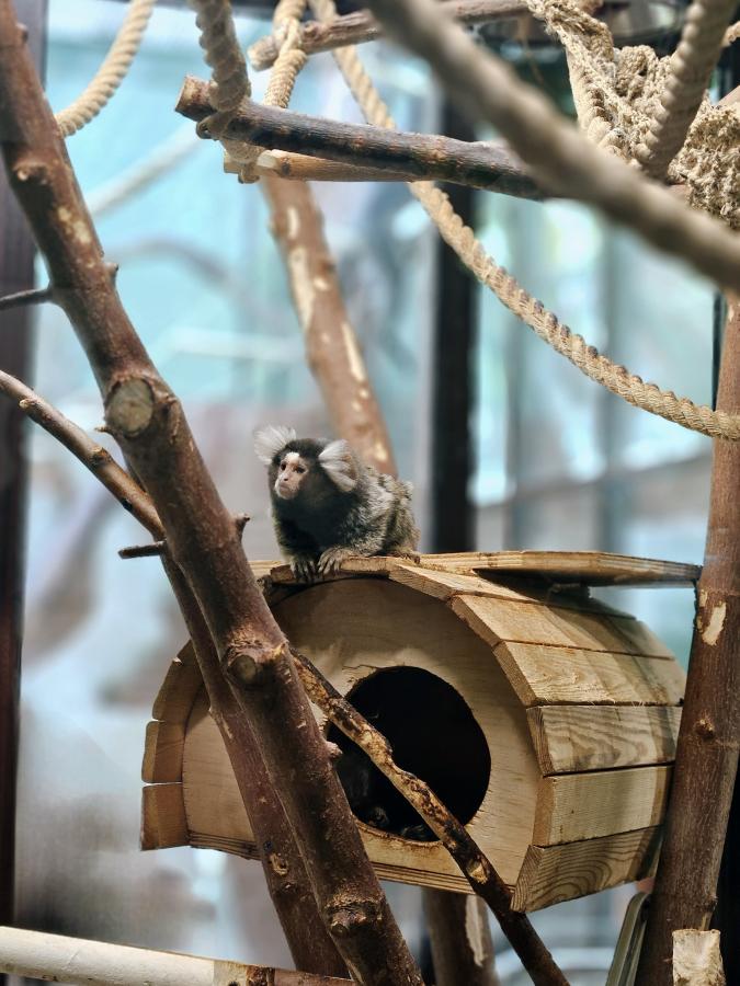 Ижевский Зоопарк или Ижевский Динопарк + Воткинские термы