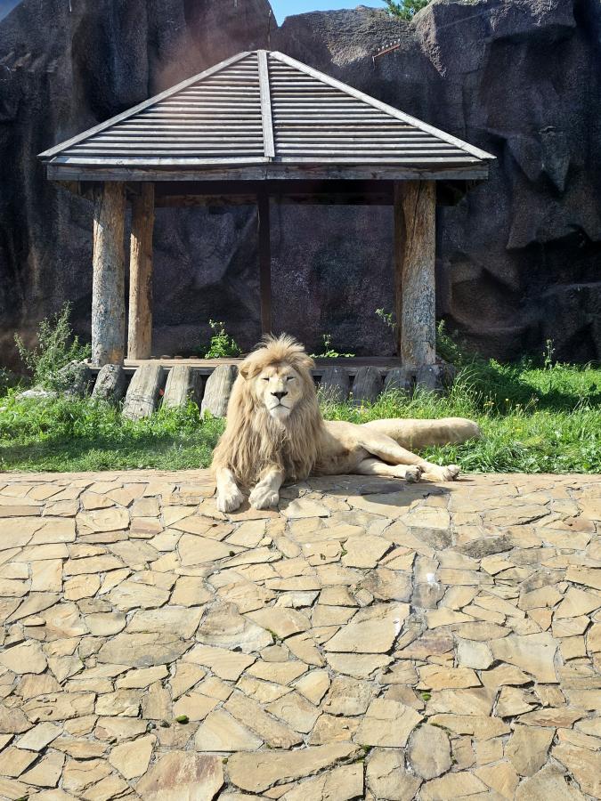 Ижевский Зоопарк или Ижевский Динопарк + Воткинские термы
