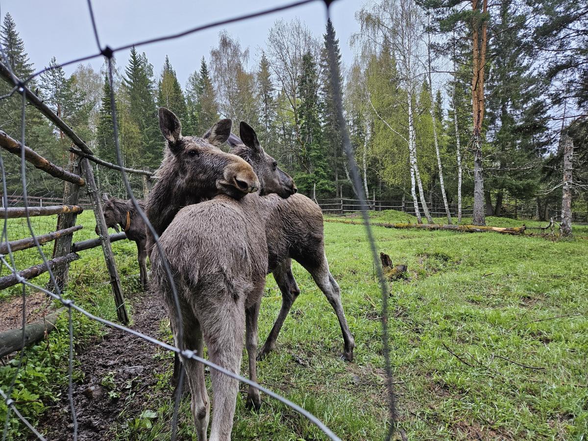 НП «Зюраткуль». Гора Уван, дом лося «Сохатка», Порожская ГЭС.